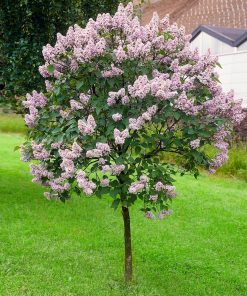 Lilac, Miss Kim Patio Tree