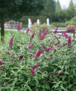 Butterfly Bush, Miss Ruby