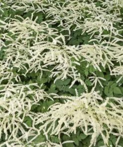 Dwarf Goat's Beard, Misty Lace