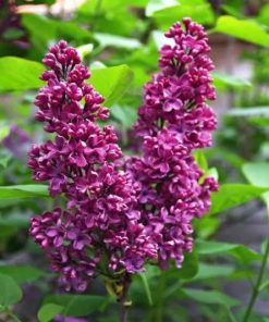 Lilac, Monge (Deep Purple)