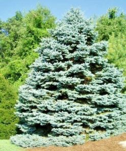 Spruce, Monty Dwarf Colorado