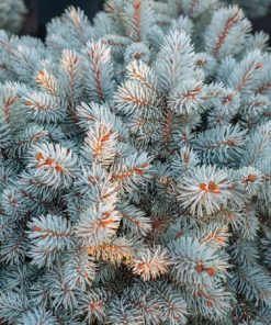 Spruce, Moonstone Colorado