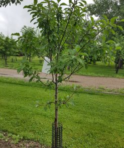 Plum, Mount Royal Standard