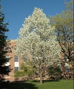 Pear, Mountain Frost Ornamental