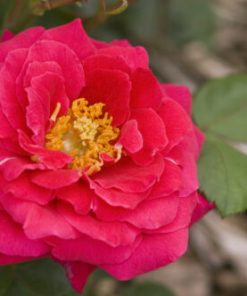 Rose, Shrub, My Girl