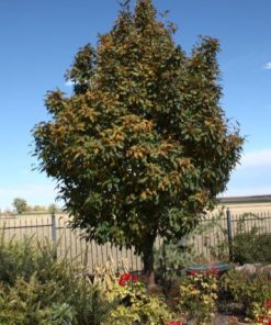 Mountain Ash, Oak Leaf (Wyoming Hybrid)