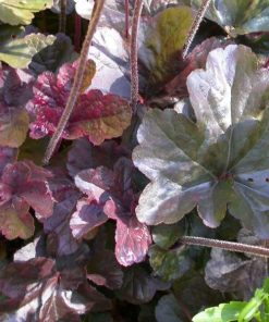 Coral Bells, Obsidian (Villosa Type) (Purple-Black) 10"