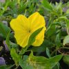 Evening Primrose, Missouri