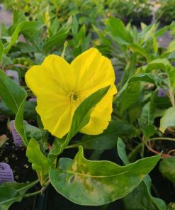 Evening Primrose, Missouri