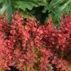 Barberry, Orange Rocket