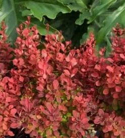 Barberry, Orange Rocket