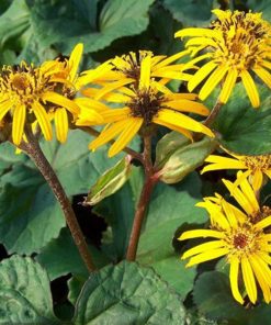 Leopard Plant, Othello (3-4')