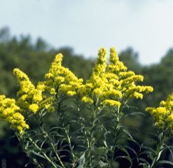 Goldenrod, Solbut