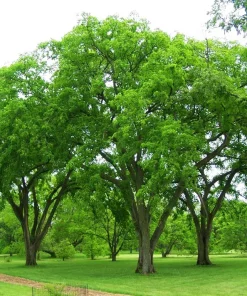 Elm, Prairie Expedition American
