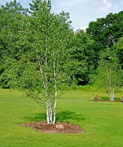 Birch, Paper (Clump)