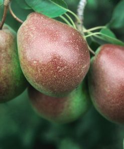 Pear, Parker Semi-Dwarf