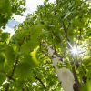Birch, Parkland Pillar Asian White