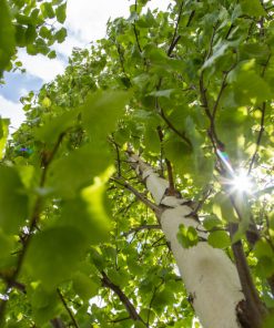 Birch, Parkland Pillar Asian White