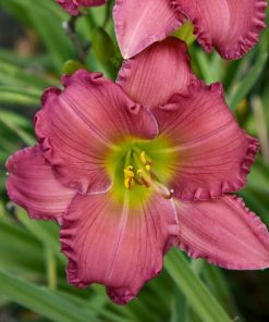 Daylily, Passionate Returns (Rosy Red) 17"