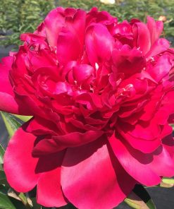 Peony, Paul M Wilde