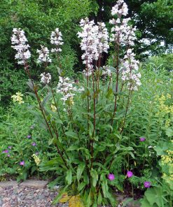 Beardtongue, Husker Red