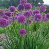 Ornamental Onion, Persian Onion (Violet-Purple, 24-30")