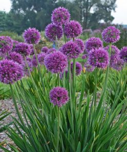 Ornamental Onion, Persian Onion (Violet-Purple, 24-30")