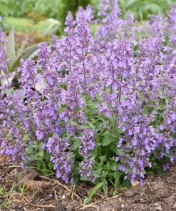 Catmint, Picture Purfect