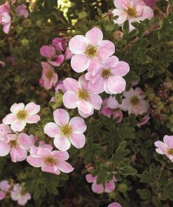 Potentilla, Pink Beauty