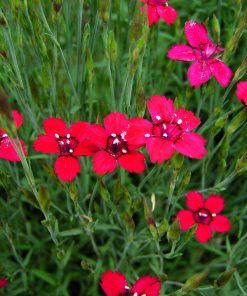 Pink, Flashing Lights Spreading (Red-Foliage 6";Blooms8")