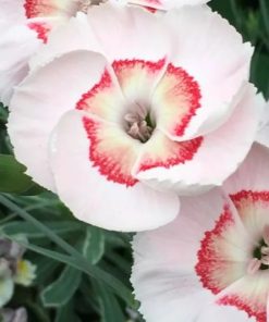 Pink, Georgia Peach Pie (Pink w/ Coral Center,6-12")