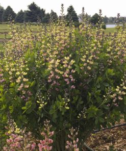 False Indigo, Pink Lemonade (Decadence Delux)