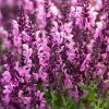 Salvia, Pink Nebula