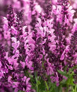 Salvia, Pink Nebula