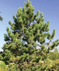 Pine, Ponderosa