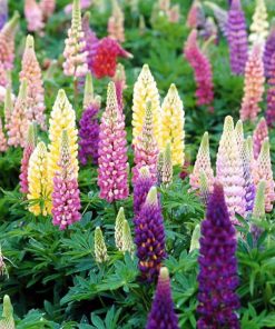 Lupine, Popsicle Mix-Dwarf 24"