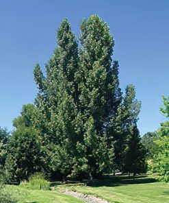 Cottonless Cottonwood, Siouxland
