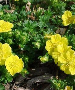Potentilla Verna Nana
