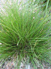 Grass, Prairie Dropseed, Tara