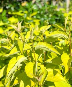 Dogwood, Prairie Fire(Golden)