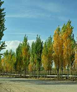 Aspen, Swedish Columnar