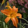 Daylily, Primal Scream (Tangerine,34")