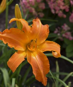 Daylily, Primal Scream (Tangerine,34")