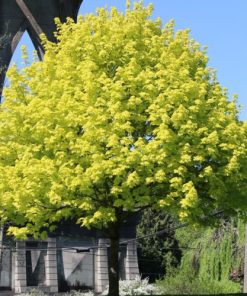 Maple, Princeton Gold