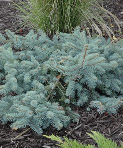 Spruce, Procumbens Spreading Colorado