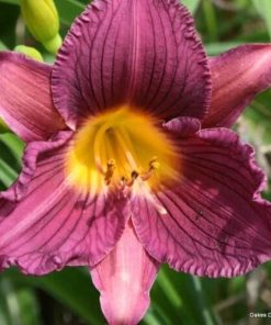 Daylily, Purple D' Oro (Purple) 18-20"