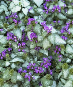 Spotted Dead Nettle, Purple Dragon