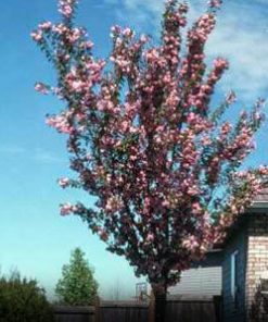 Sandcherry, Purple Leaf
