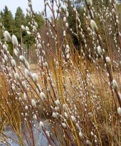 Pussy Willow