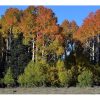 Aspen, Quaking